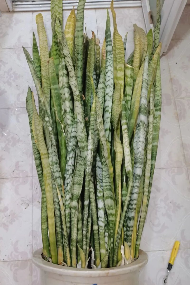 Zafar Eqbal tweet media