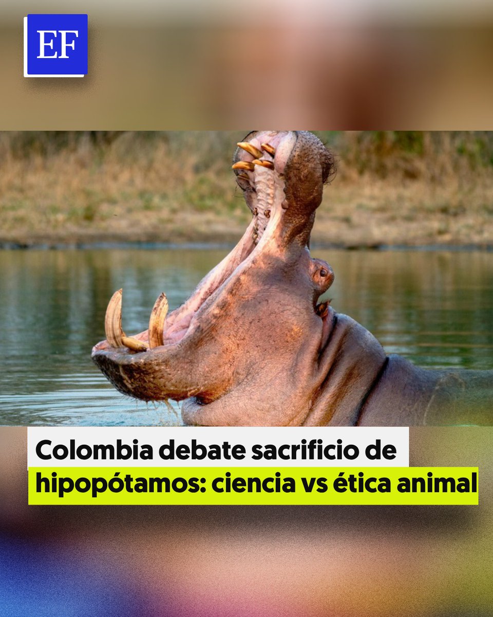 El Financiero tweet media