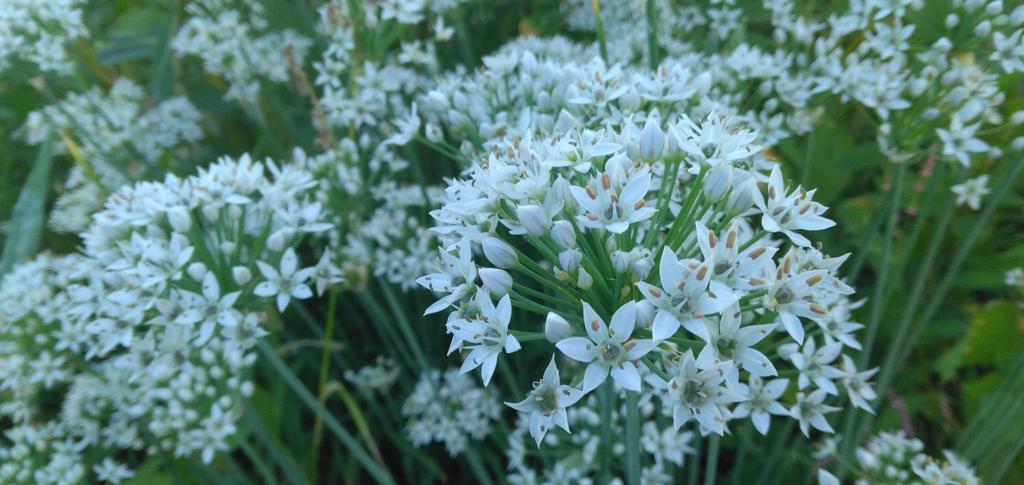 さい ⛄❄🌽🍰🧸 楽しむ季節を📱で写す tweet media