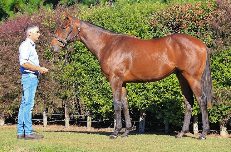 New Zealand Bloodstock tweet media
