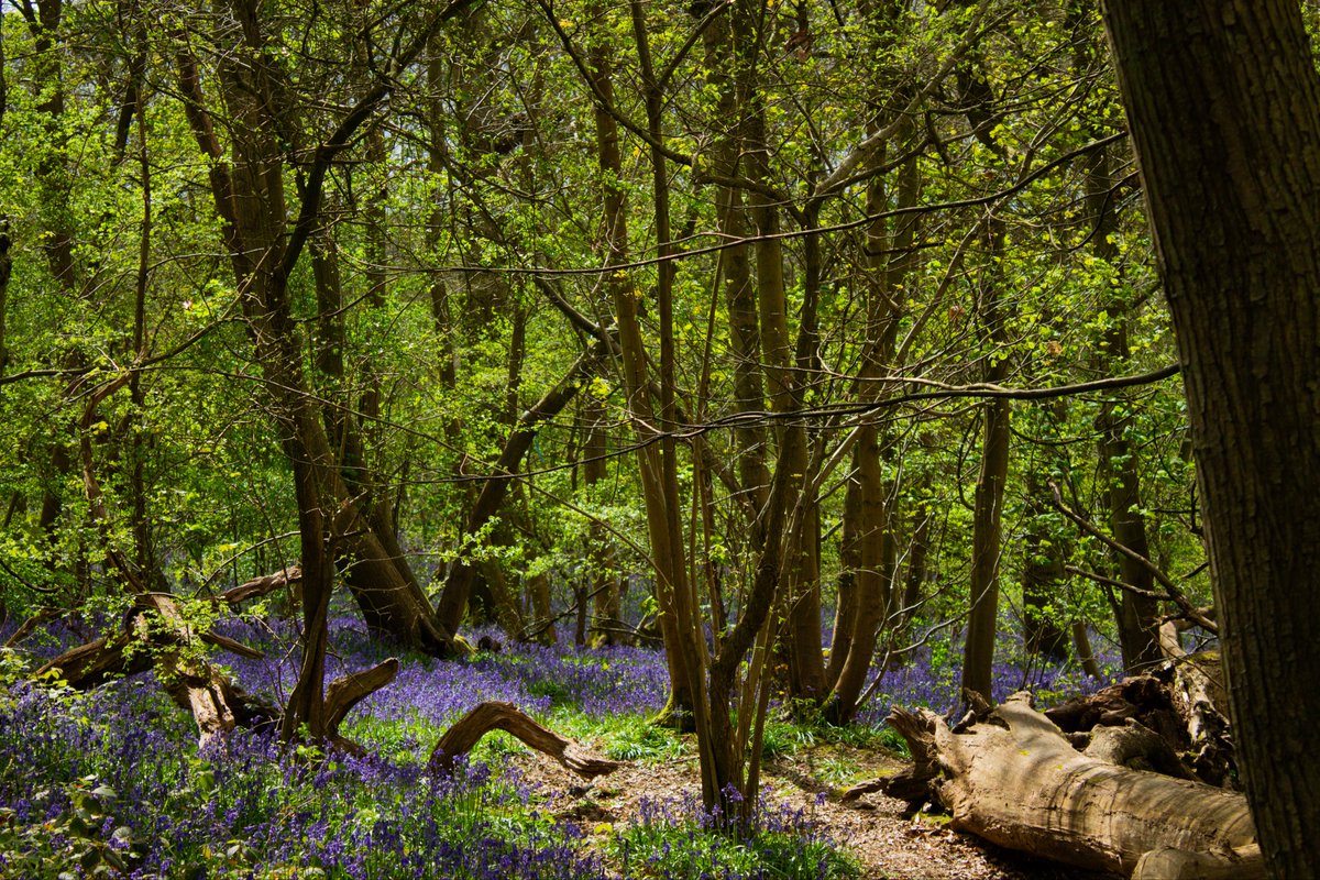 Brother Jördh tweet media
