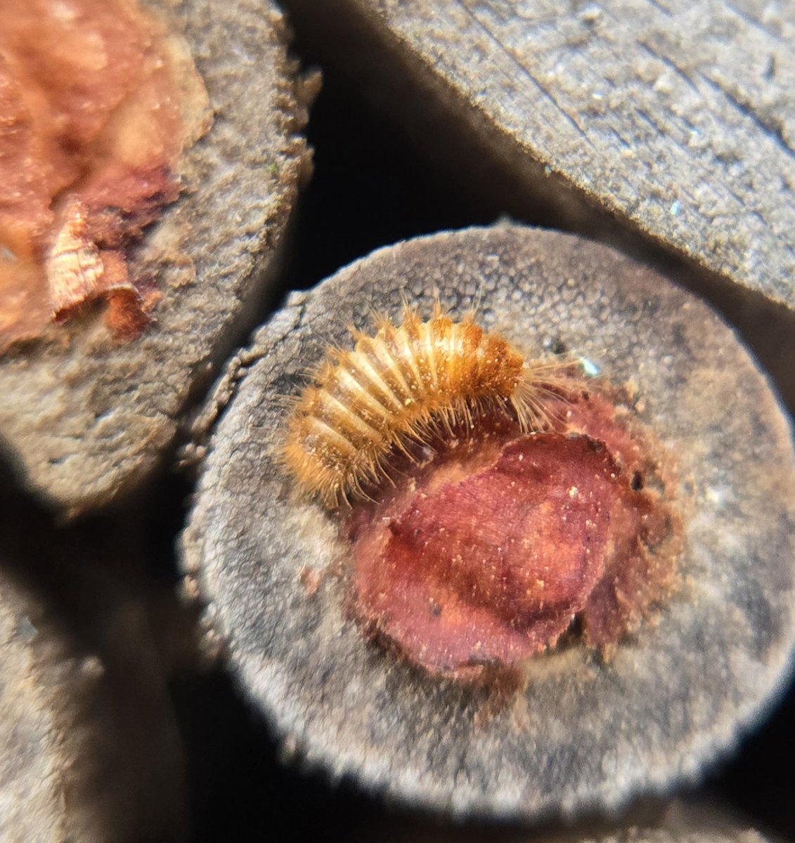 🐞 Avy 🐞 tweet media