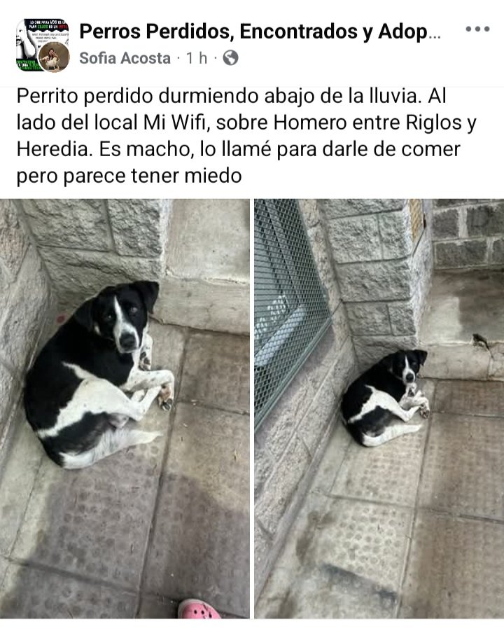 Perros de Merlo tweet media