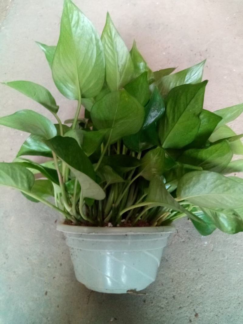 MctairCynthia's tweet image. "WFH desk goals: Clean lines, potted greens, and a laptop ready to crush to-dos. Less clutter = more focus.  #DeskSetup #ProductivityHacks"