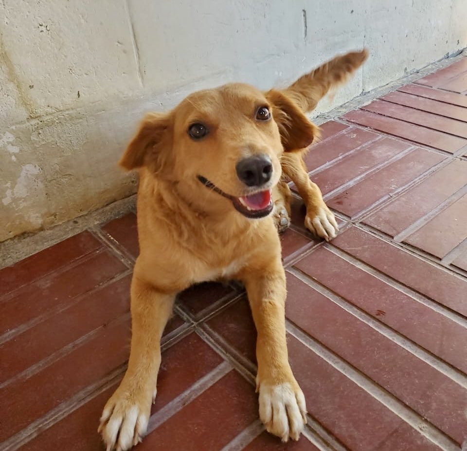 Rocío Ramos tweet media