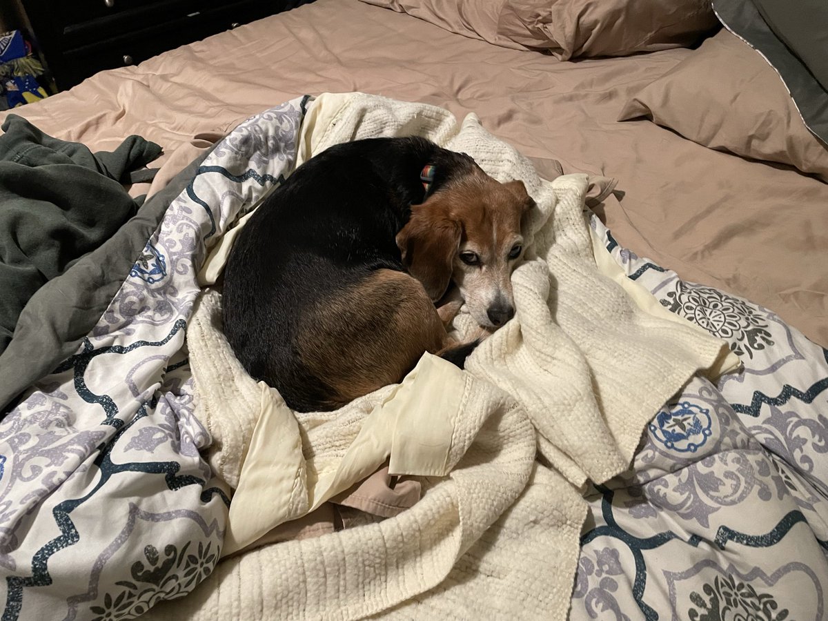 CoyoteVoice tweet media