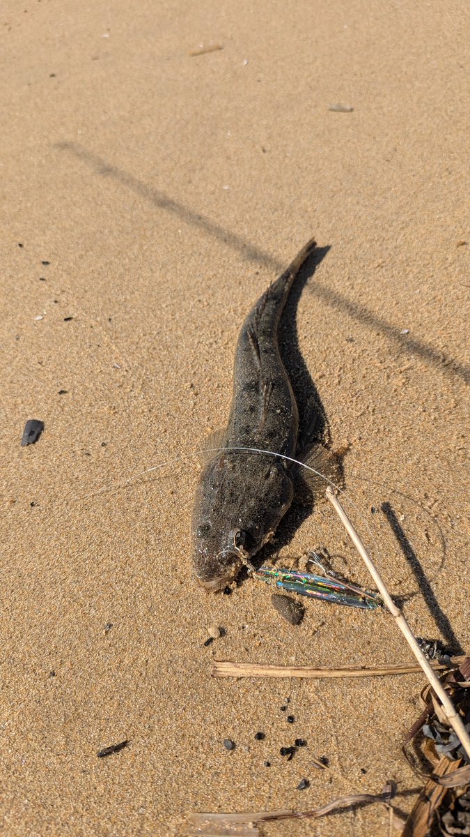 イカサマエギンガー tweet media