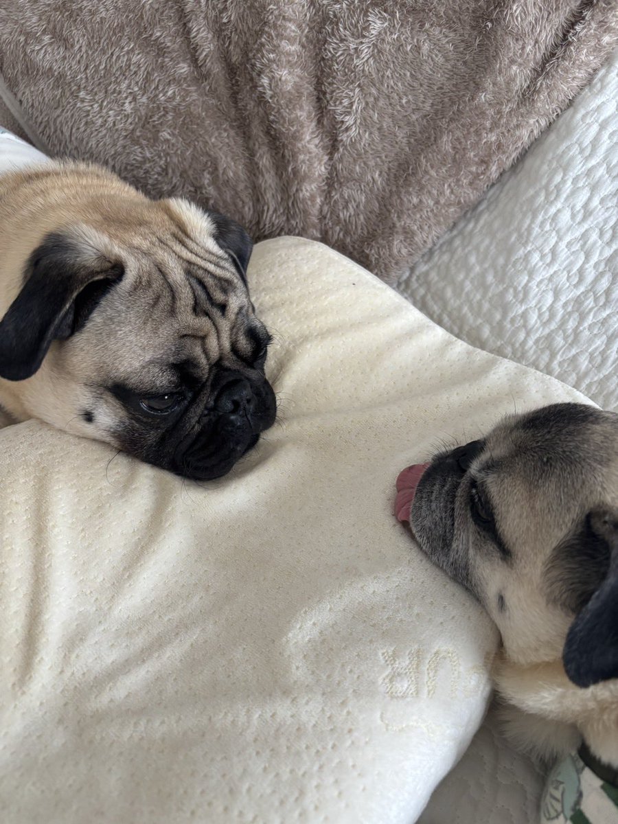 パグの"だいきち"と"ぽてきち" / The Pug & Peace tweet media