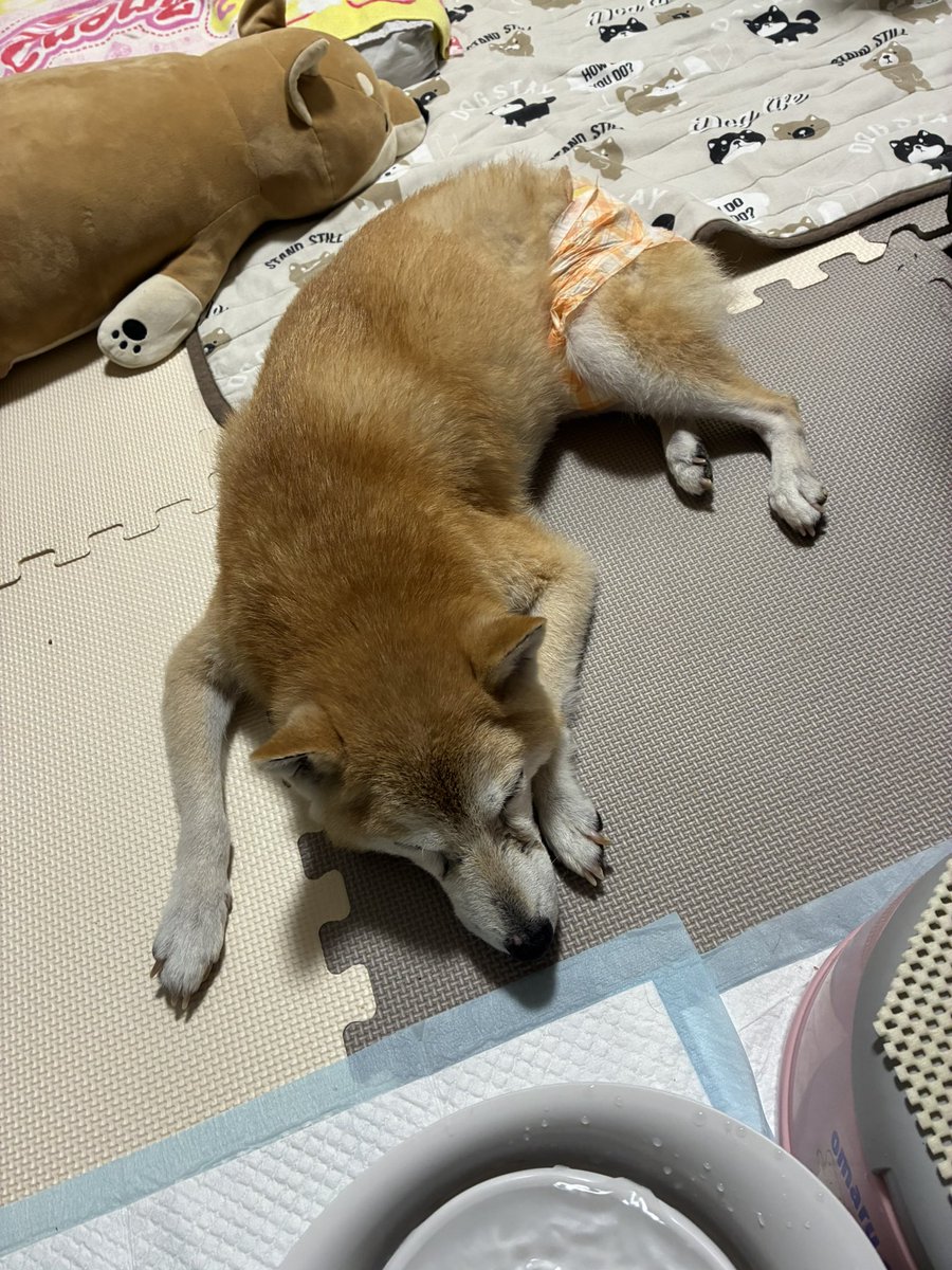 ぱんだこ tweet media