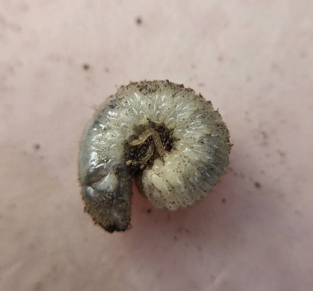 🐞 Avy 🐞 tweet media