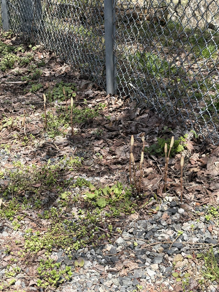 りんご＠夢を叶えて幸せに生きるシニアライフ tweet media