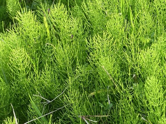 りんご＠夢を叶えて幸せに生きるシニアライフ tweet media