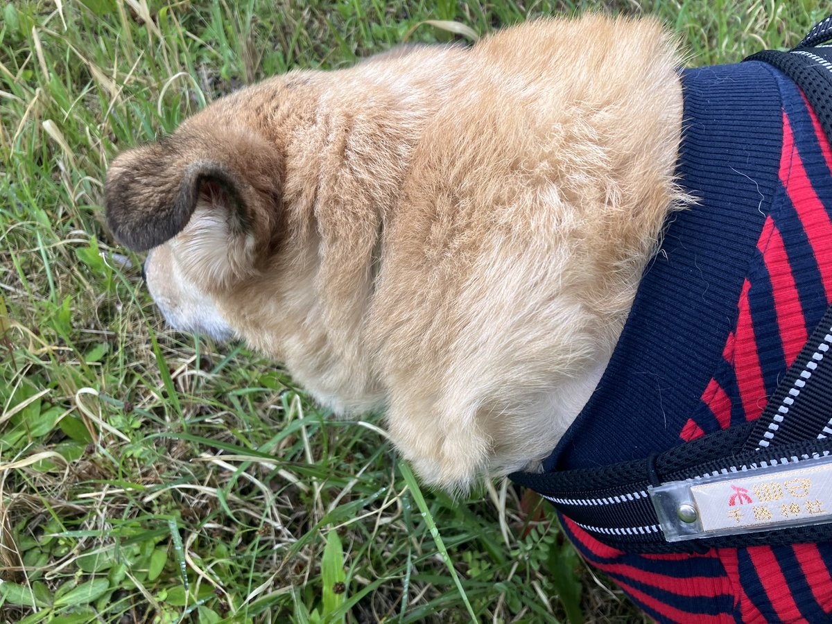 塩田☆ tweet media