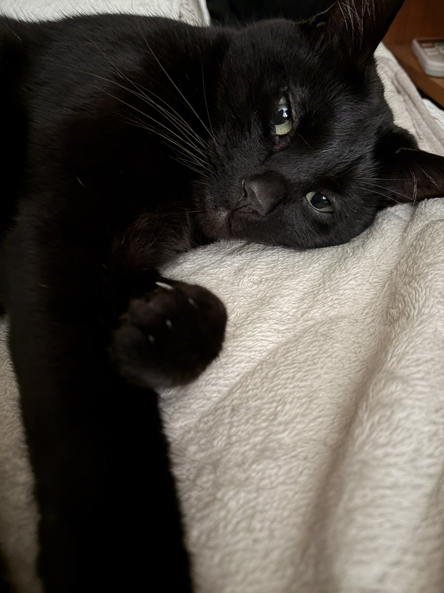 みに・まる（ねこ部） tweet media