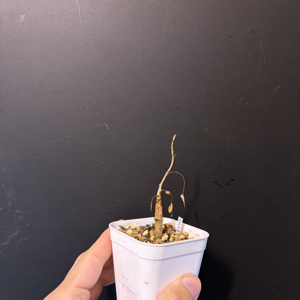 Tomgr13's tweet photo. 【ボスウェリア　ネグレクタ】
まだかなー👀

#Boswellia #ボウスェリア　#ネグレクタ　#コーデックス　#塊根植物 https://t.co/8Z637p7FVe