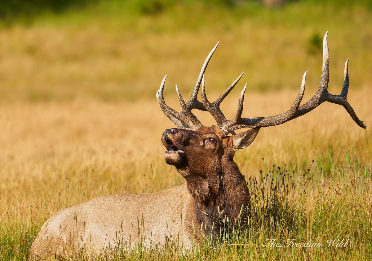 TheFreedomWild's tweet image. Nothing like a lazy bed bugle. 
📷 📸 #wildlifephotography