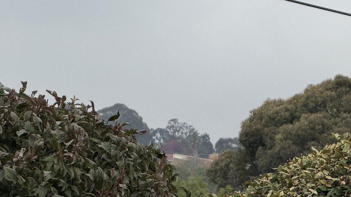 wapple15's tweet image. Good morning #Canberra 🌫️🌫️ with a foggy start but #SureHappyItsThursday