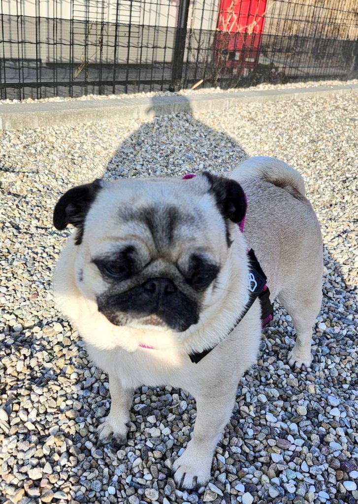 おはようございます。抱っこ要請中のパグのぽんず