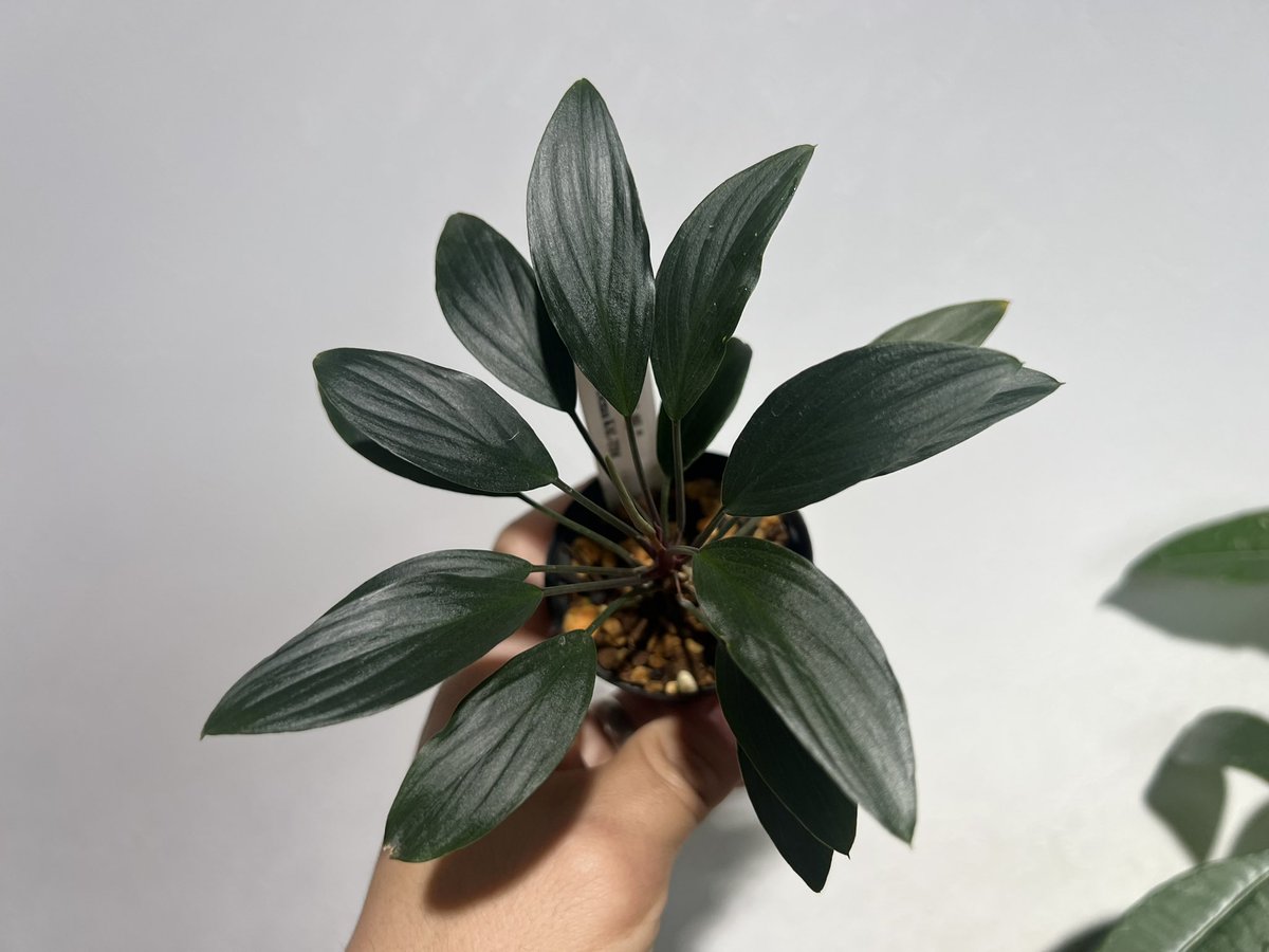 しょうた tweet media