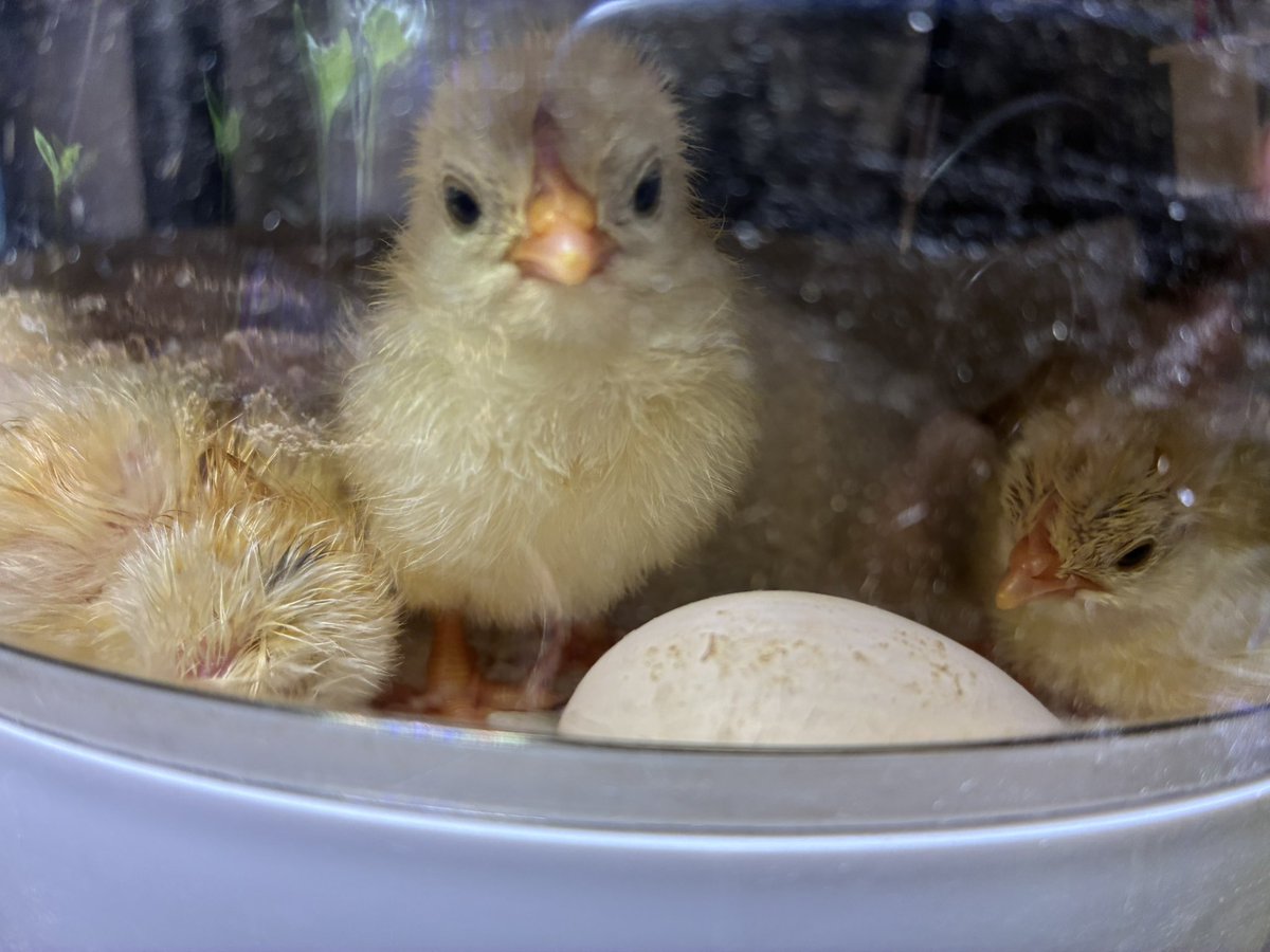 ちいさなニワトリ研究所🐓 tweet media