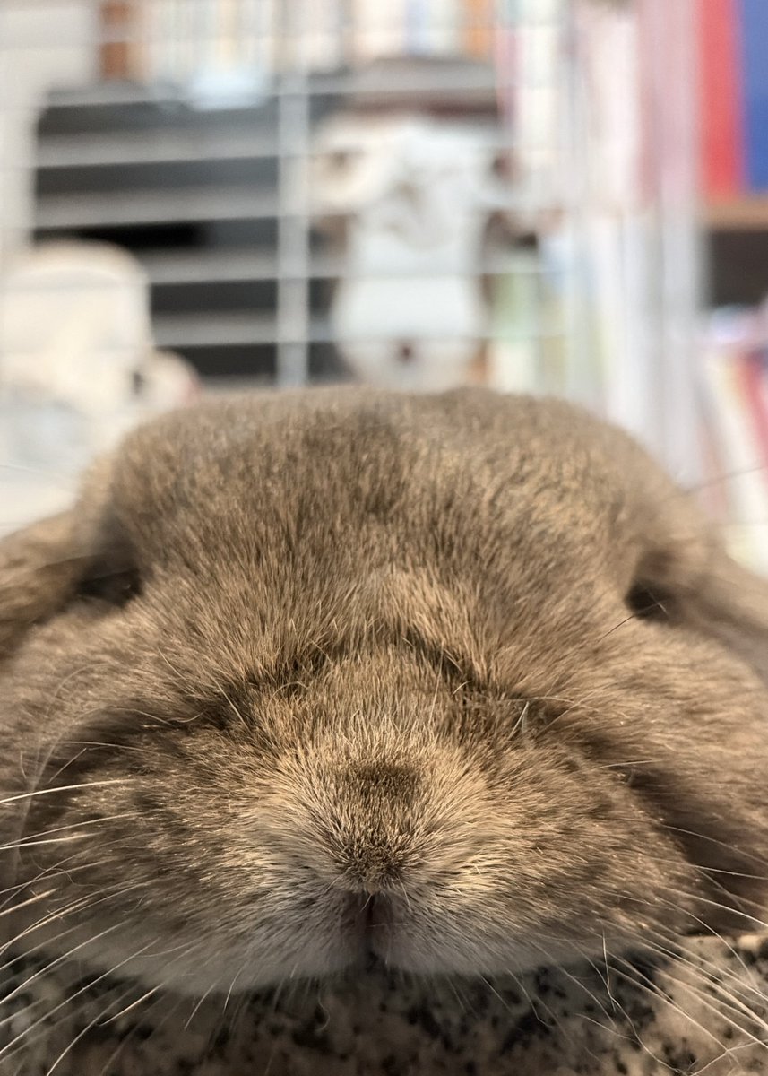 こまうさ tweet media