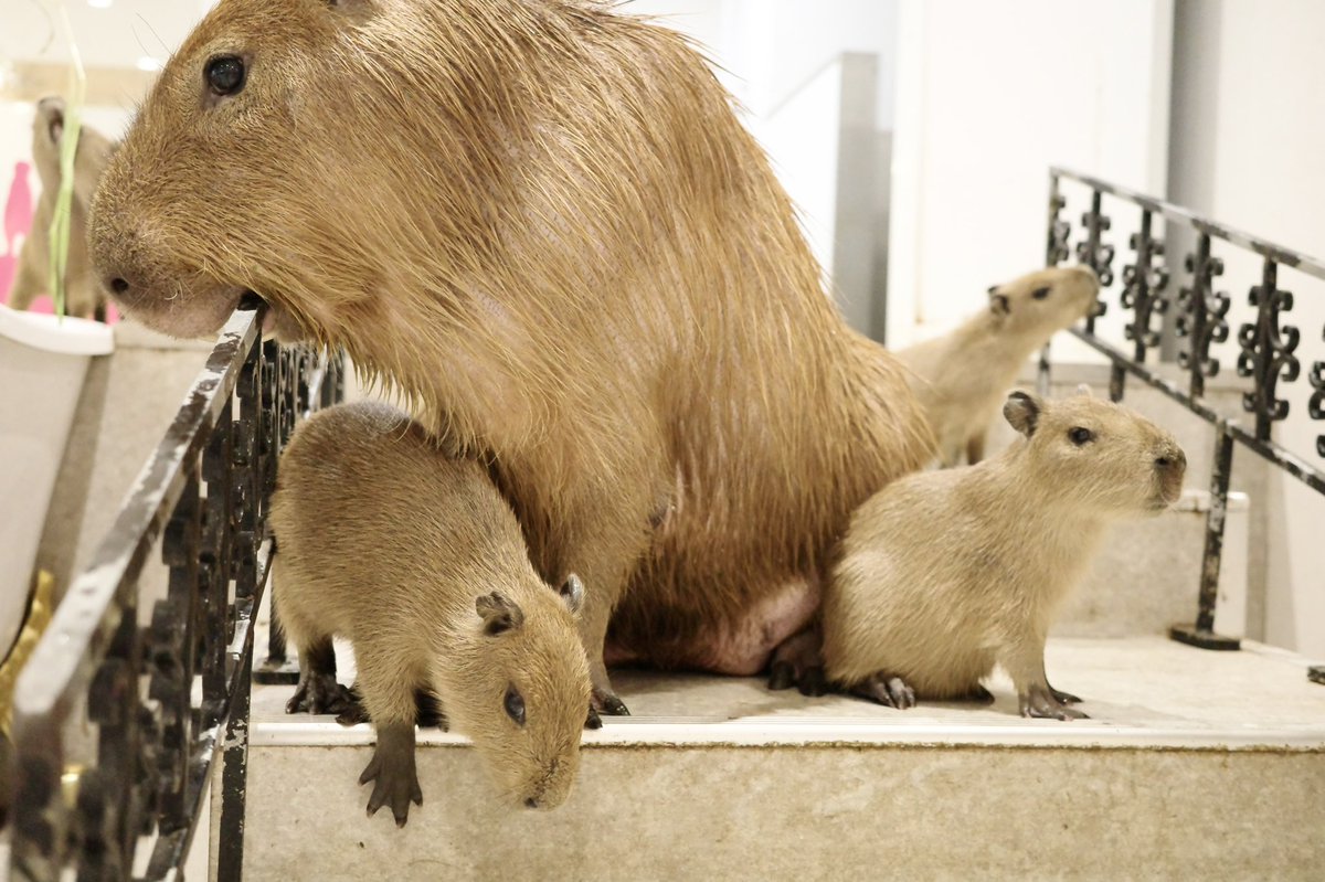 わらわら

#カピバラ #capybara #アニタッチ #アニタッチ東京ドームシティ