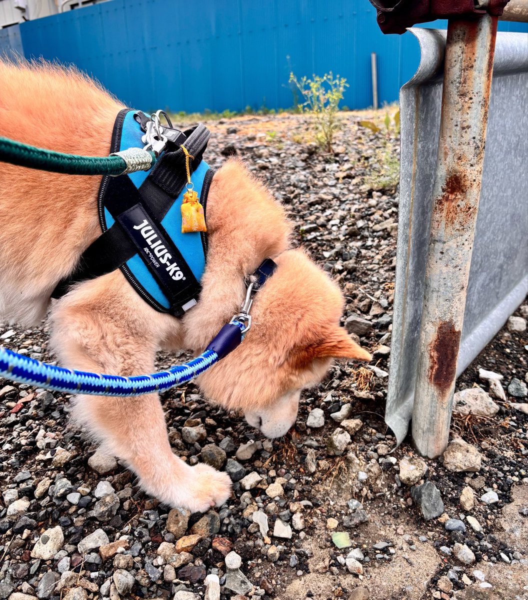 tarao_to_gon tweet media