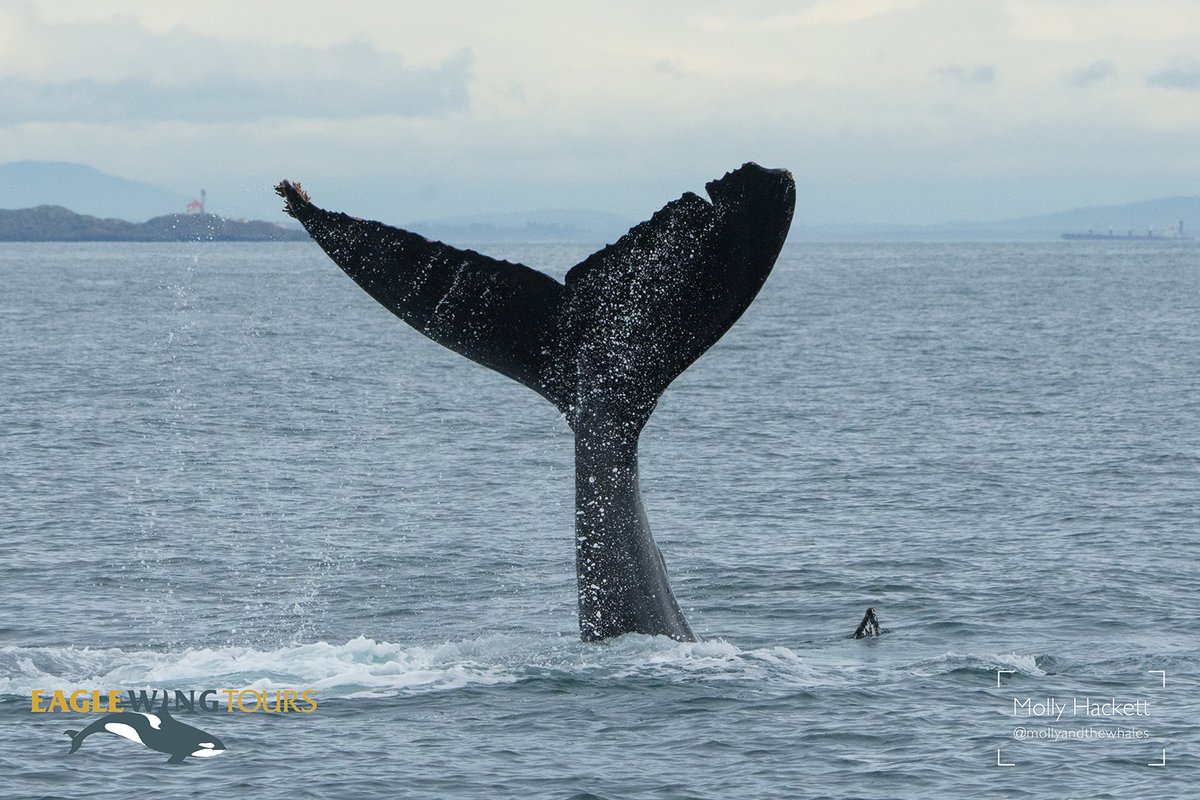 Pacific Whale Watch Association 🐳 tweet media