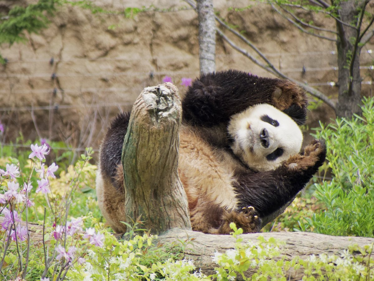 seviluci tweet media