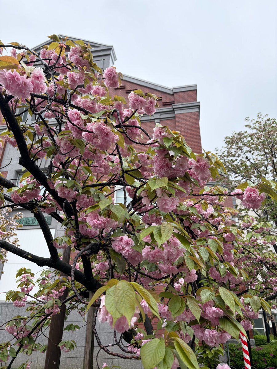 イルカちゃん🐬（キタムラアイ）→デザイナー＆海洋生物専門イラストレーター tweet media