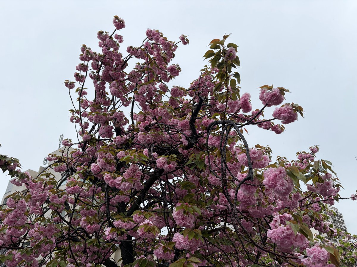 イルカちゃん🐬（キタムラアイ）→デザイナー＆海洋生物専門イラストレーター tweet media
