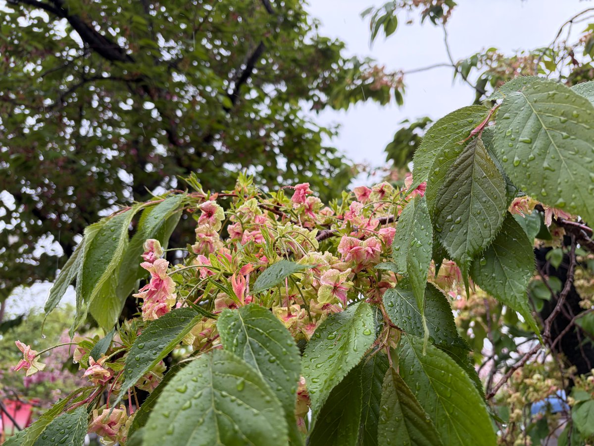 イルカちゃん🐬（キタムラアイ）→デザイナー＆海洋生物専門イラストレーター tweet media