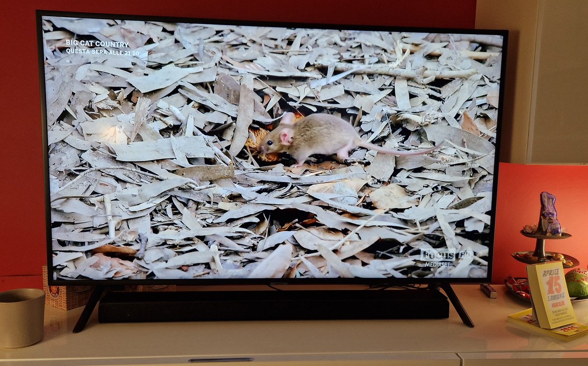 smilingPamPam's tweet image. Guagliù mi sto Babbizzando: guardo i documentari naturalistici e commento le situazioni predatorie del tipo "'o to'(topo), si proprij strunz, ben ti sta!😏" 🤣🤣🤣
Per la serie "#Babbo docet!😅"
#Focus