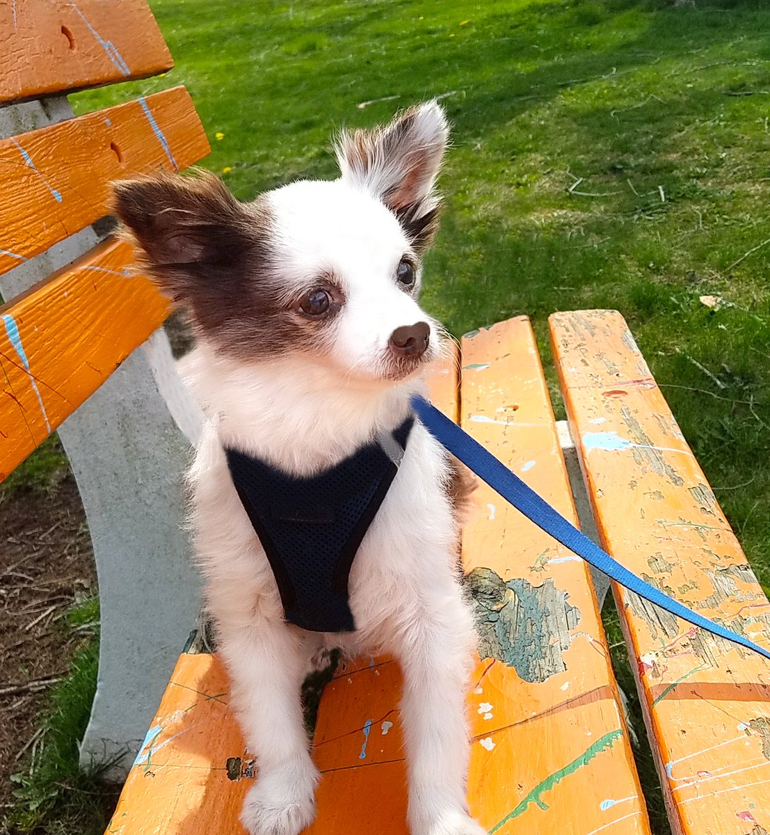 Charlie Boo 💙🐶 tweet media