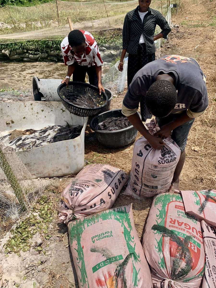 AquaSage001's tweet photo. The harvest truly is plenteous, but the labourers are few.

Farmers Pride 😇
Just 70days from Juveniles.

Will you like to know about Aquabusiness? 

#Aquaculture #FishFarming  #Nigeria 
#Atiku #Barca @akinwale_cfi @Nig_Farmer @Naija_farmers https://t.co/xNby95uc94