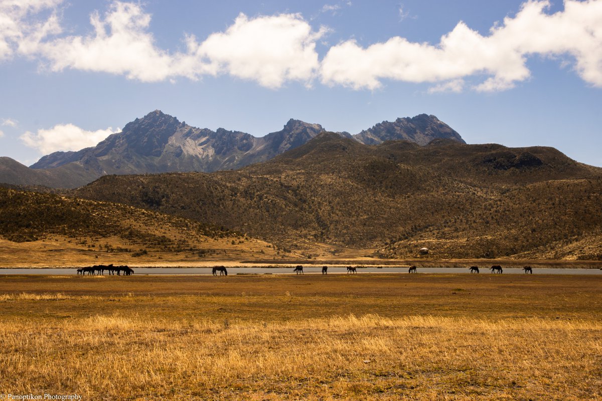 Panoptikon Photography tweet media