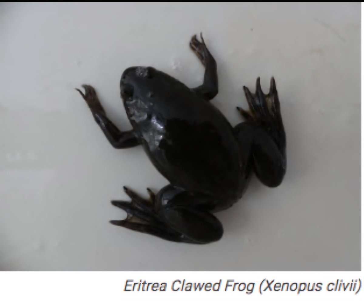 RuthKaleab's tweet photo. 🐸 Do You Know About the Eritrea Clawed Frog (Xenopus clivii) and why it is called "Eritrea" Clawed frog?

Key Facts:
• Lives entirely in water 
• Has sharp claws on its back feet — that's why it is called "Clawed"
• No tongue 
• Can survive dry seasons by hiding in mud

Where is it found?
Eritrea, Ethiopia, and parts of Kenya & South Sudan.

Why is it called “Eritrea” clawed frog?
Because it was first scientifically described in Eritrea 🇪🇷
📍 For the first time discovered from Saganeiti and Adi Caié
👨‍🔬 Described in 1898 by Italian herpetologist Michele Geremia Peracca
👉 Even though it lives across East Africa today, its name remains linked to where it was first discovered - Eritrea.

#Eritrea #Wildlife #Frogs #Biodiversity #Herpetology #Conservation