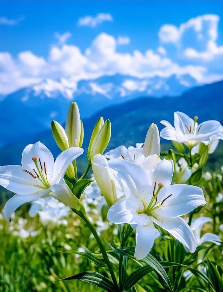 Flowers tweet media