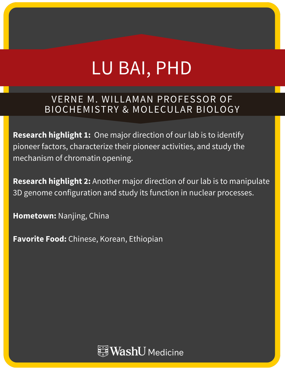 WashUGenetics's tweet photo. Join @WashUGenetics next Thursday April. 23 at Noon in Connor Auditorium when Lu Bai, PhD presents, “Mechanism of Nucleosome Invasion and Chromatin Accessibility”, hosted by Michael Meers, PhD @mpmeers https://t.co/m5kTegwAoi