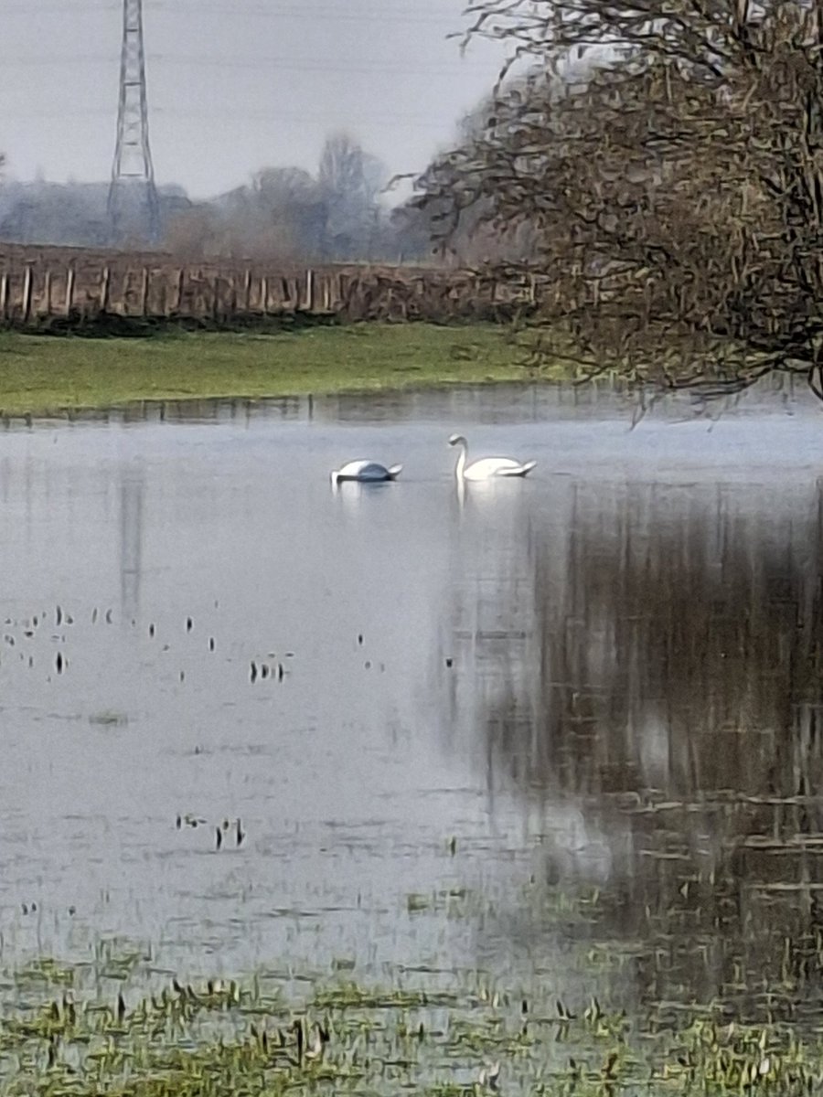 Clariss96192813's tweet image. Flood water #water #swans