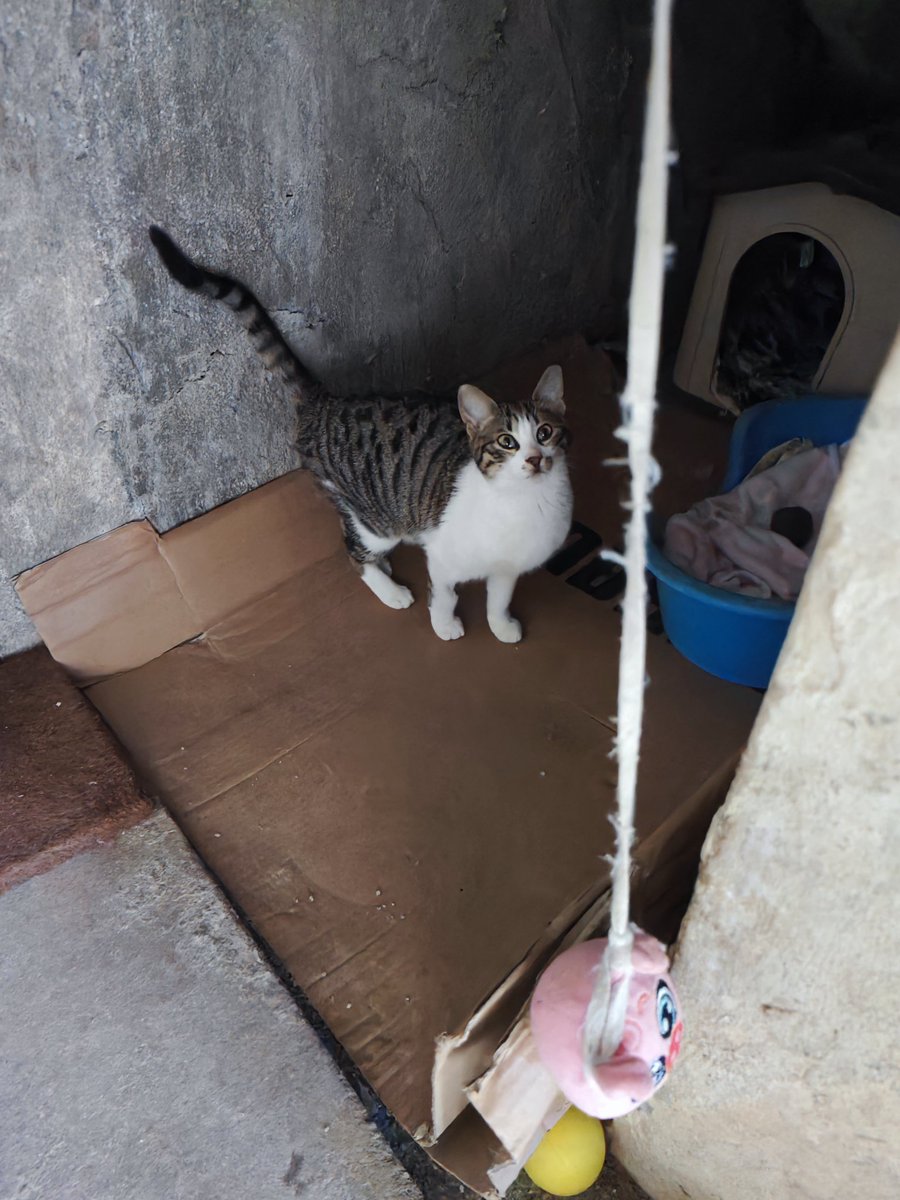 elina mpounia tweet media