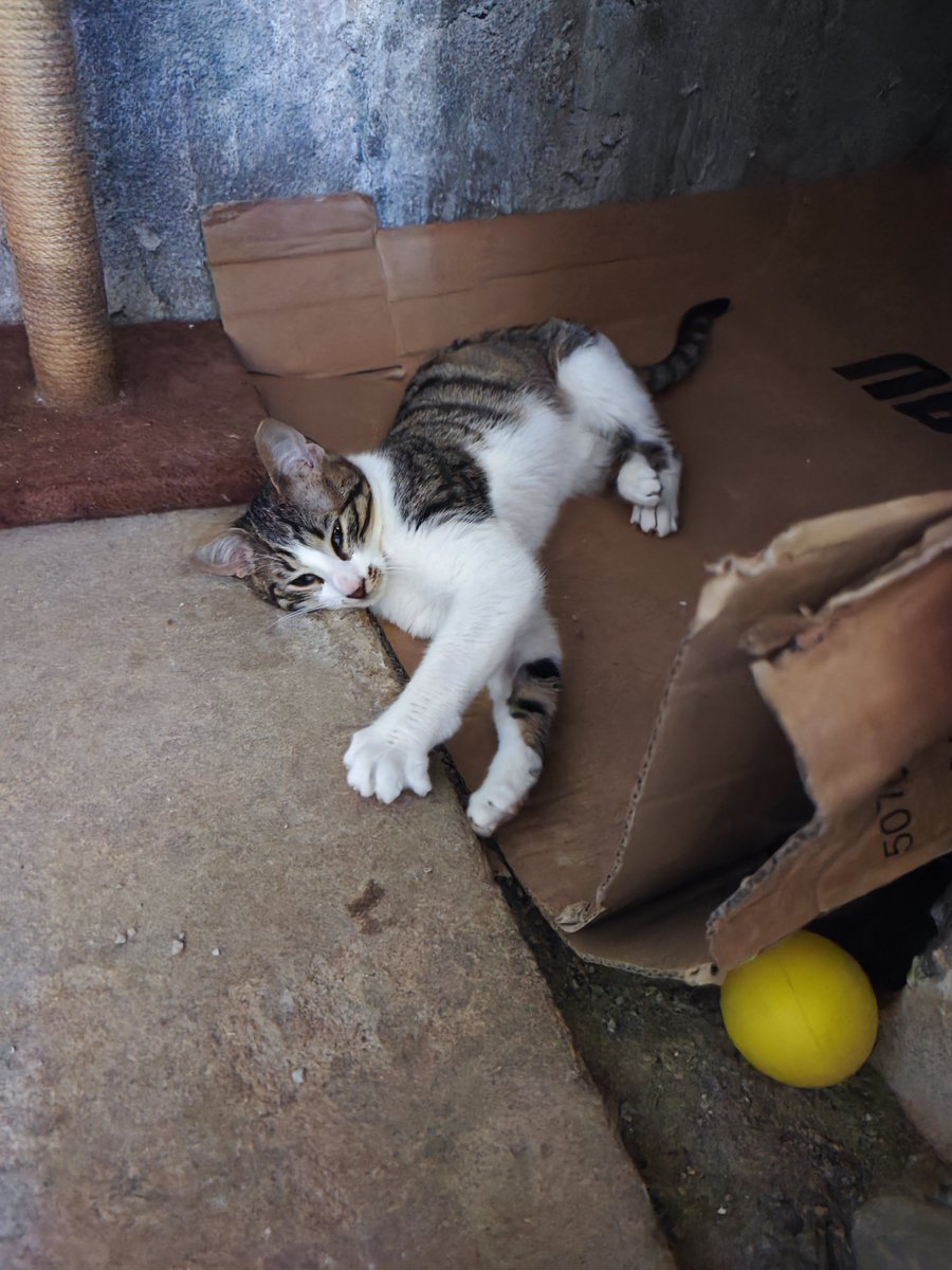 elina mpounia tweet media