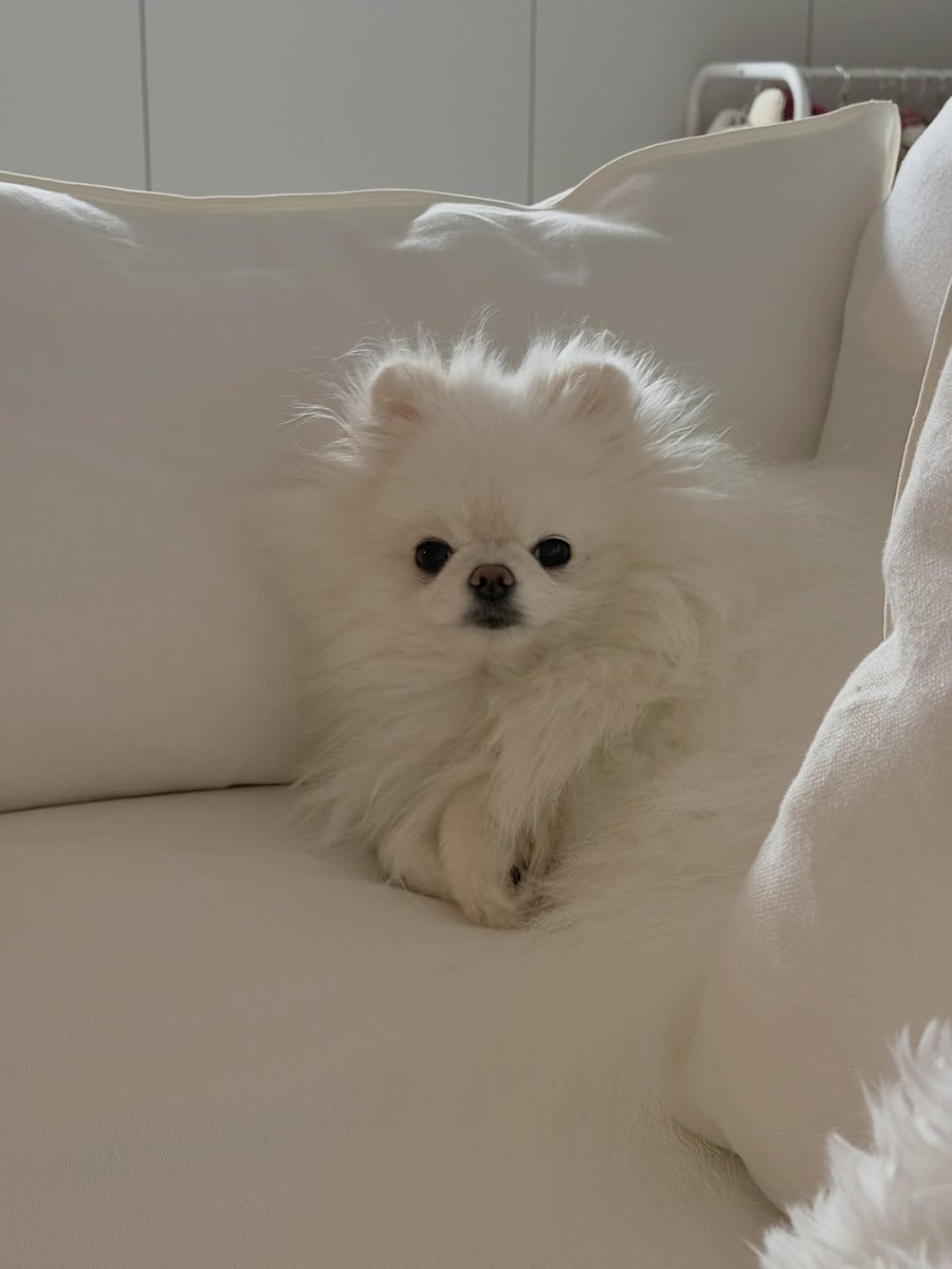 deobimom's tweet image. DOMDU #DOMDU #돔두 ig 🐩📸 #NEW #뉴 

sleepy 💤