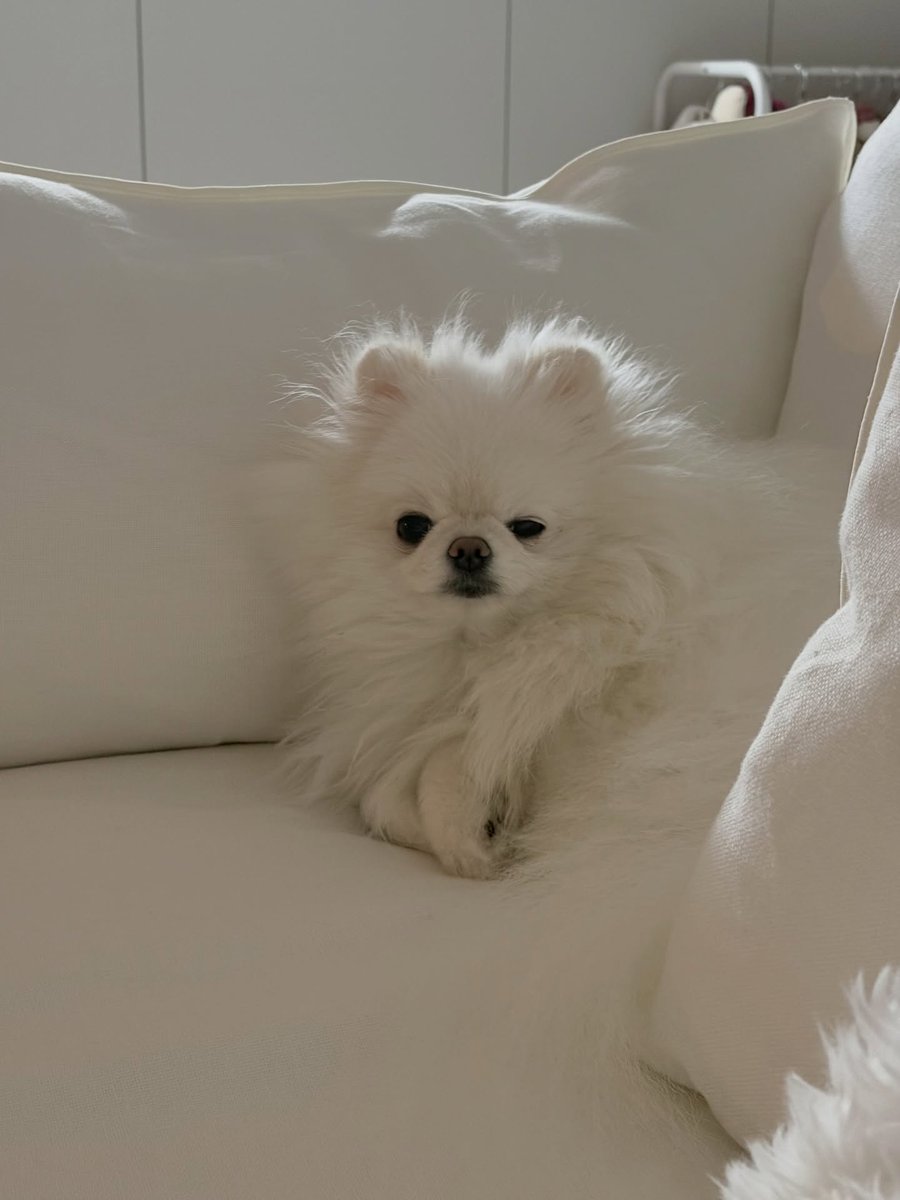 deobimom's tweet image. DOMDU #DOMDU #돔두 ig 🐩📸 #NEW #뉴 

sleepy 💤