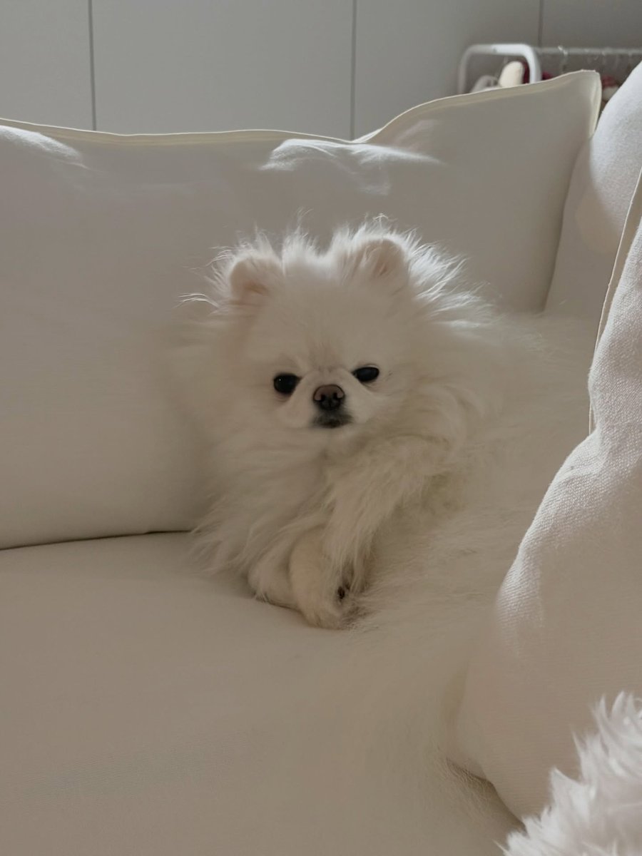 deobimom's tweet image. DOMDU #DOMDU #돔두 ig 🐩📸 #NEW #뉴 

sleepy 💤