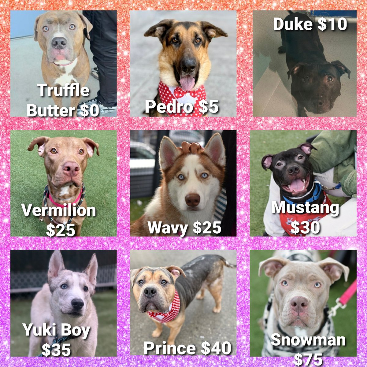 Julie🌻🐾 tweet media