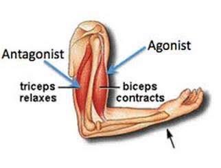 yaan_F's tweet photo. التثبيط المتبادل (reciprocal inhibition) استجابة فسيولوجية تحدث من دون الحاجه الى معالجة الاشارات العصبيه في الدماغ، العملية تتم على مستوى الحبل الشوكي

في حالة ارسال اشارات عصبية لانقباض عضلة الفخذ الامامية راح  يصاحبها اشارات لتثبيط عضلة الفخذ الخلفية.

مقتبس من محاضرتي اليوم🖼️ https://t.co/wkRZpRldzh