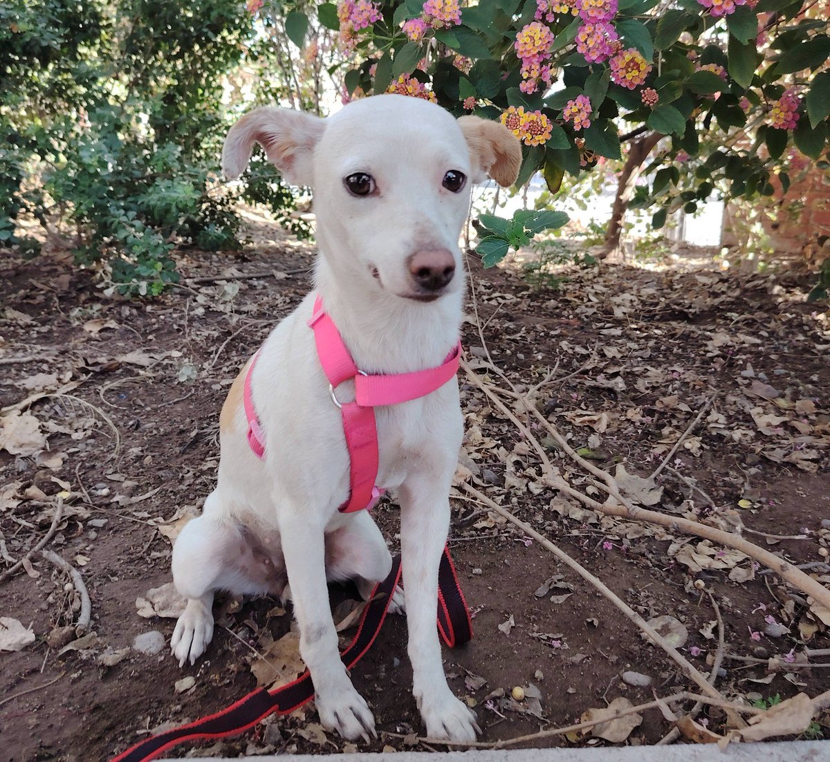 Linda perrita, de un año, en adopción responsable. Se encuentra esterilizada. Será de tamaño pequeño. Al principio se muestra tímida, mas con tiempo y confianza se vuelve muy tierna y cariñosa. Si deseas darle un hogar para siempre, comunícate al +56934498163. Favor RT!
#Pudahuel