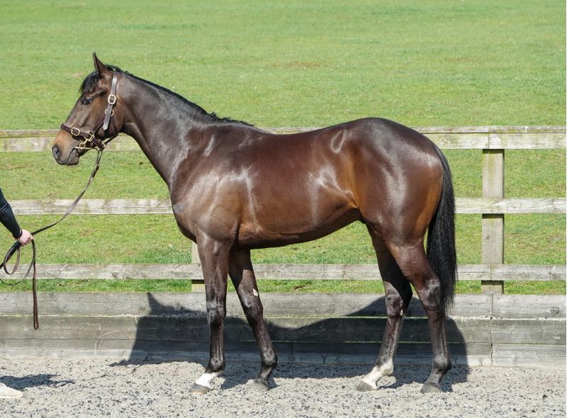 Darley in Europe tweet media
