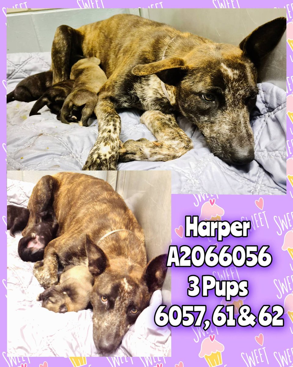ChrisMichaels74's tweet photo. 🚨URGENT‼️ 2 MAMAS AND THEIR PUPS TBK 💉 TOMORROW 4/16 AT BARC IN HOUSTON TX‼️🚨 BARC JUST KILLED A LITTER OF 10, 7 WEEK OLD PUPPIES ON THE 7TH‼️🚨 #adoptdontshop #adoptdontbuy #AdoptMe #puppies #moms #dogs #pledgetocover #PLEDGE #PLEDGES #Pledge4Rescue #pledgessavelives https://t.co/o7IUSyw3Uh